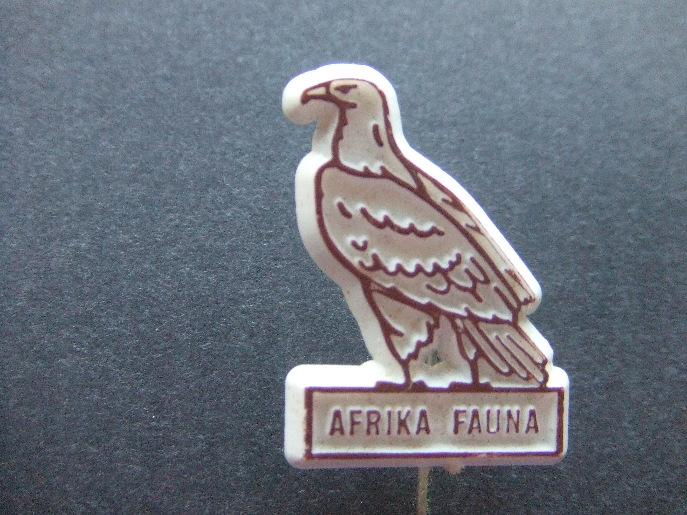 Afrika- Fauna ( Adelaar,roofvogel)